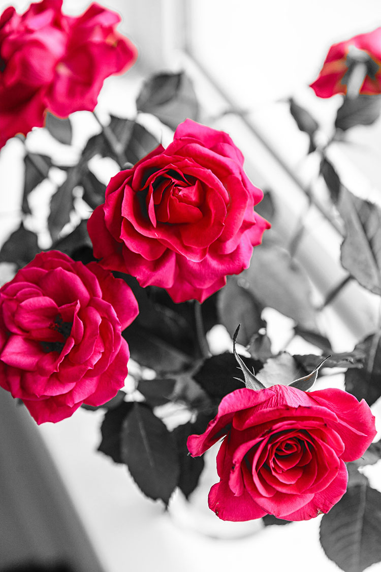 Roses Selective Colour