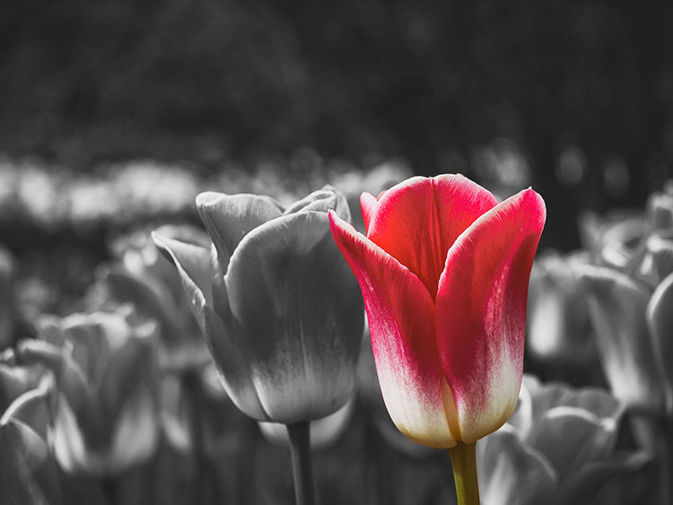 Tulips Selective Colour