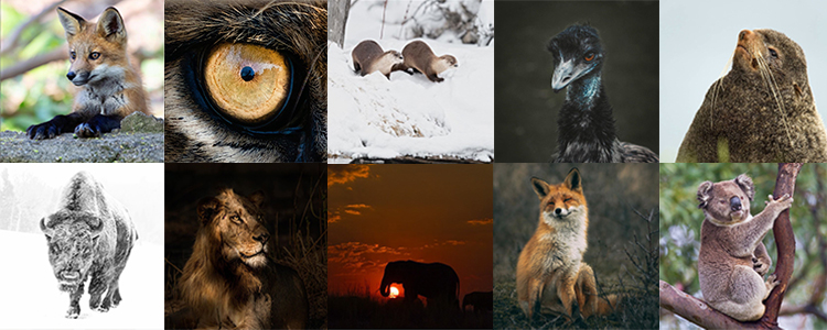 5 Wildlife Photographers To Follow On Instagram - Hue & Hatchet